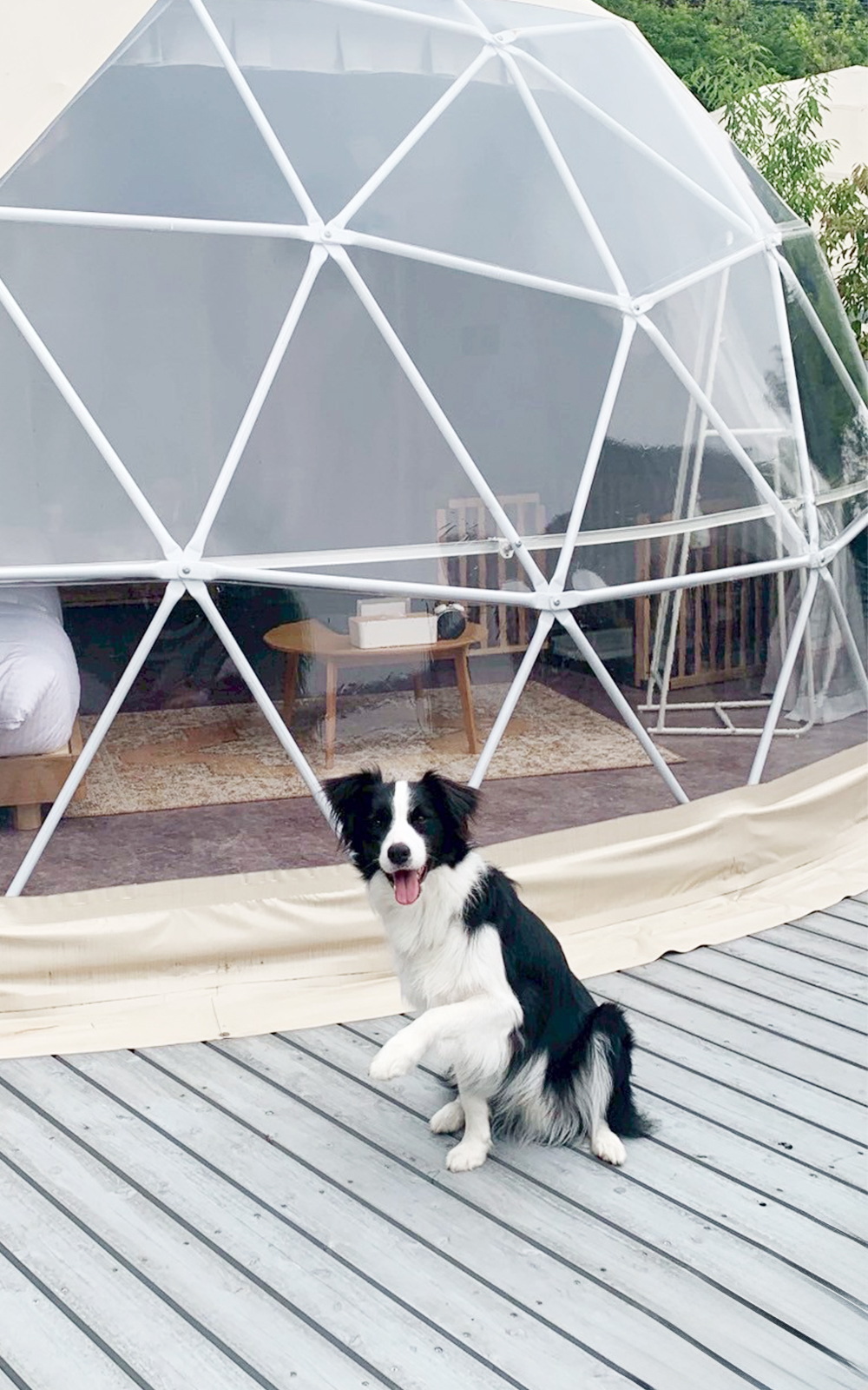 【愛犬OK】糸島食材をふんだんに使ったBBQコース